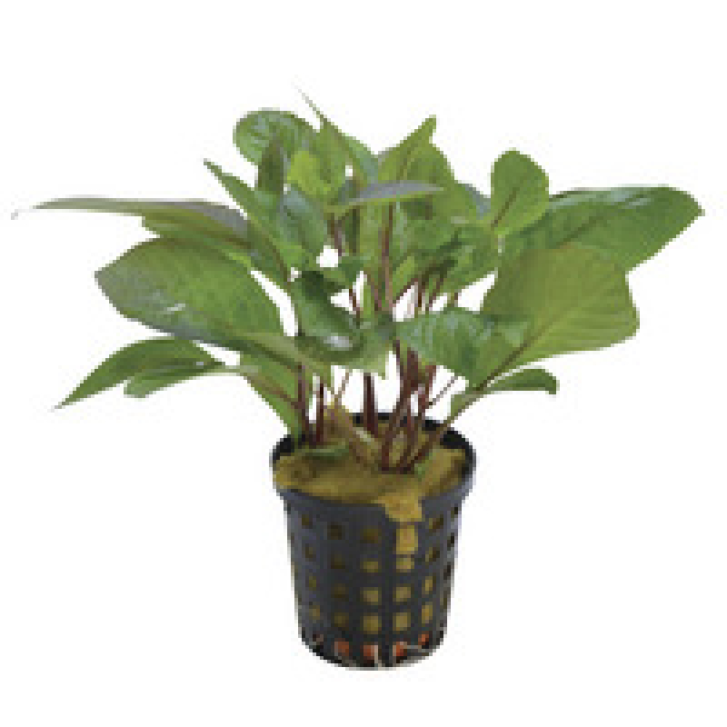 6x Hygrophila Corymbosa